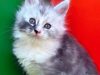 Maine Coon cats Maine Coon kittens Tica Reg. - Advert 8
