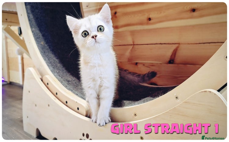 Scottish Fold cats - Advert 3