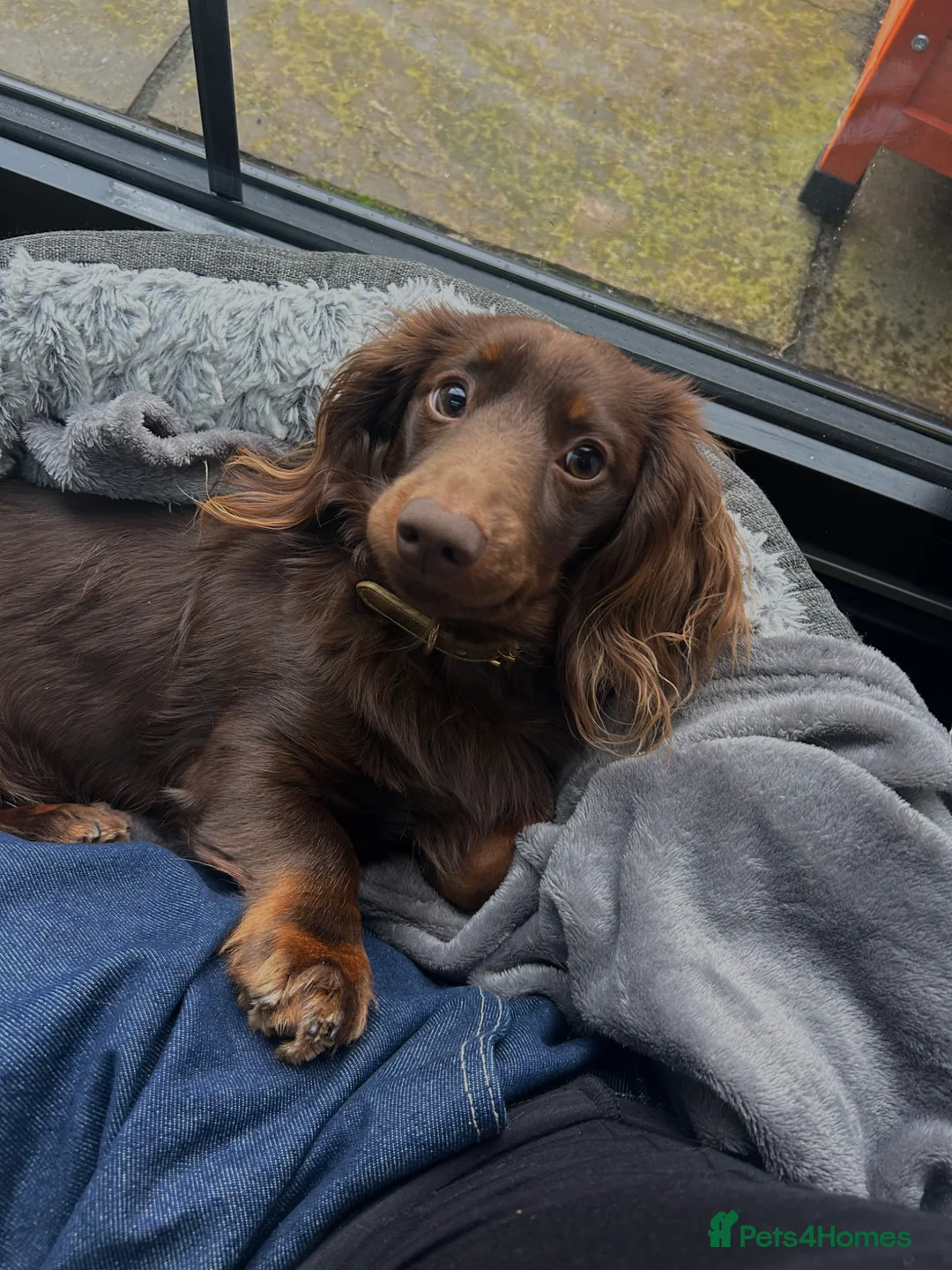 Miniature Dachshund dogs for stud: Remi Masterson in Grimsby - Advert 6