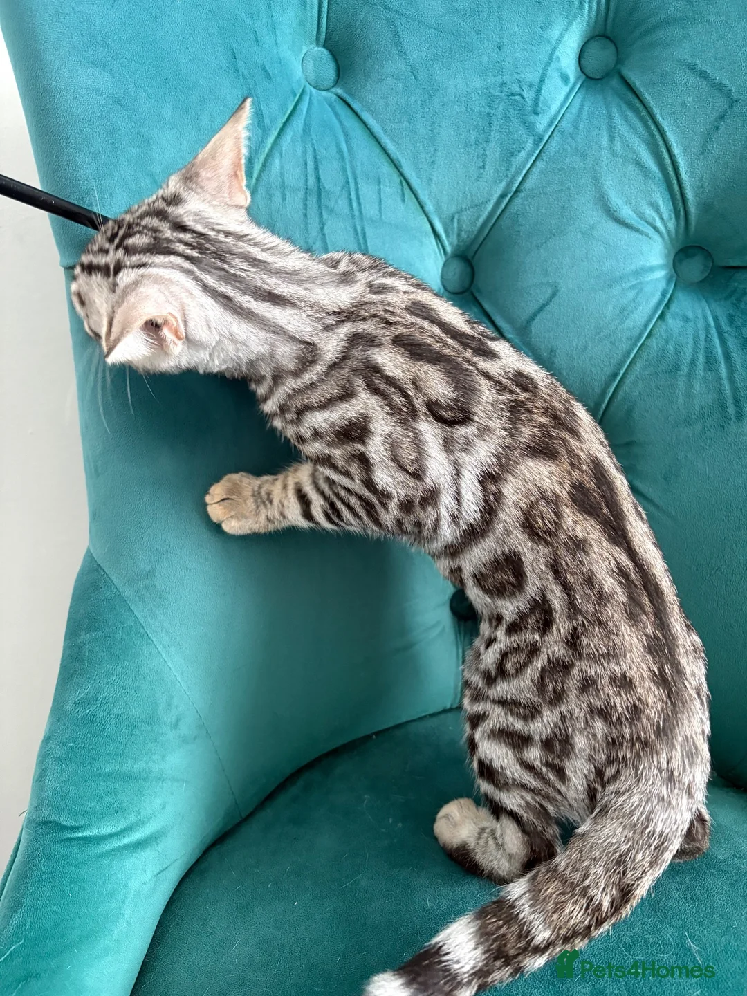 Bengal cats for sale: 2 TICA Active Bengal Boys - Advert 2