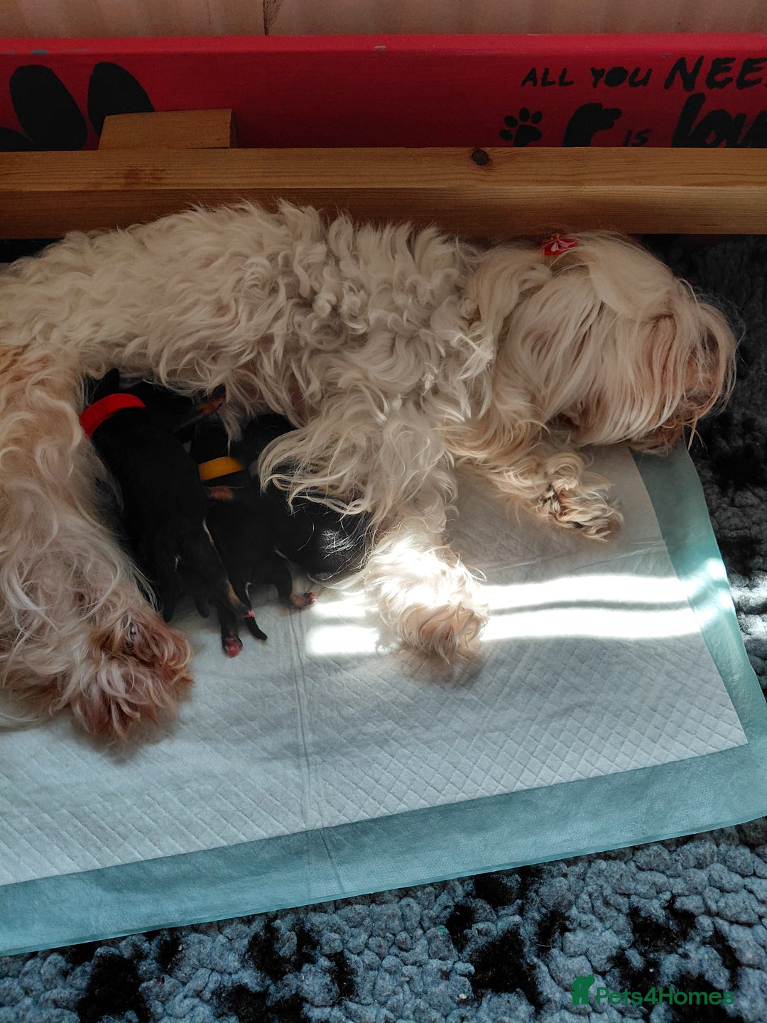 Morkie dogs for sale: Stunning F1 Morkie Puppies - Image 24
