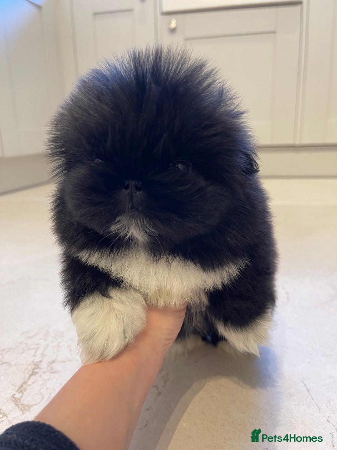 Pekingese dogs for sale: Gorgeous KC registered Pekingese Puppies  - Advert 3