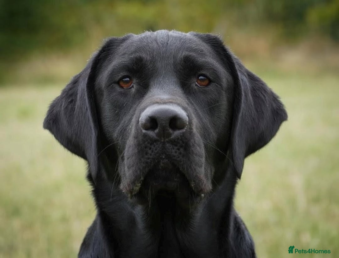 Labrador Retriever dogs for sale: Black Labrador Puppies  - Advert 8