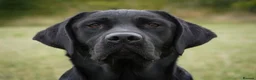 Labrador Retriever dogs for sale: Black Labrador Puppies  - Advert 8