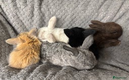 Mini Lion Lop rabbits for sale: Mini lion lops  - Image 1