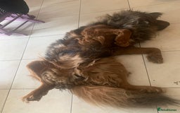 Tibetan Mastiff dogs for sale: 2 Wonderful Tibetan Mastiffs for rehoming - Image 8