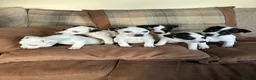 Parson Russell dogs for sale: Parson Jack Russell pup - Advert 1