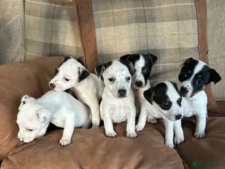 Parson Russell dogs Parson Jack Russell pup - Advert 1