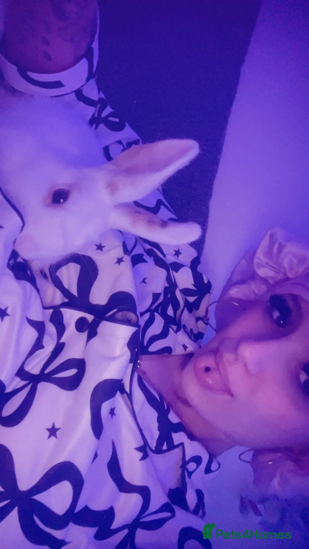 Rex rabbits for sale: Minni Rex boy (Gucci) - Advert 3