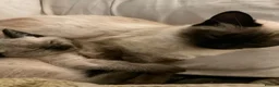 Ragdoll cats for sale: Lilac pointed seal kittens - Advert 2