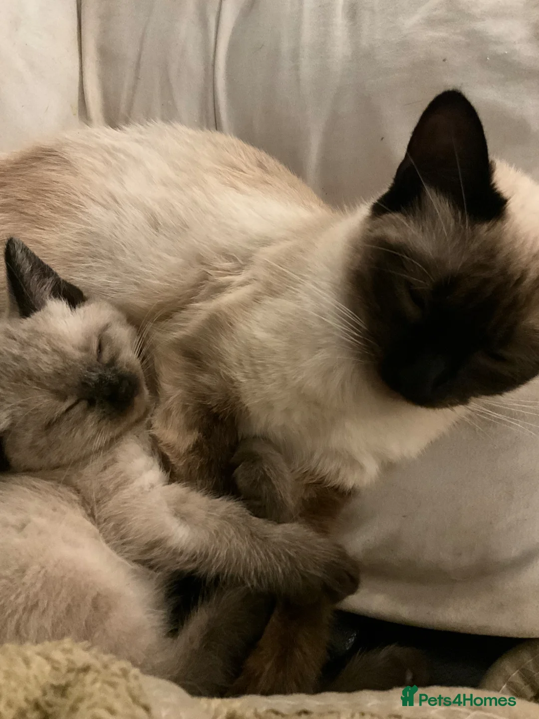 Ragdoll cats for sale: Lilac pointed seal kittens - Advert 2