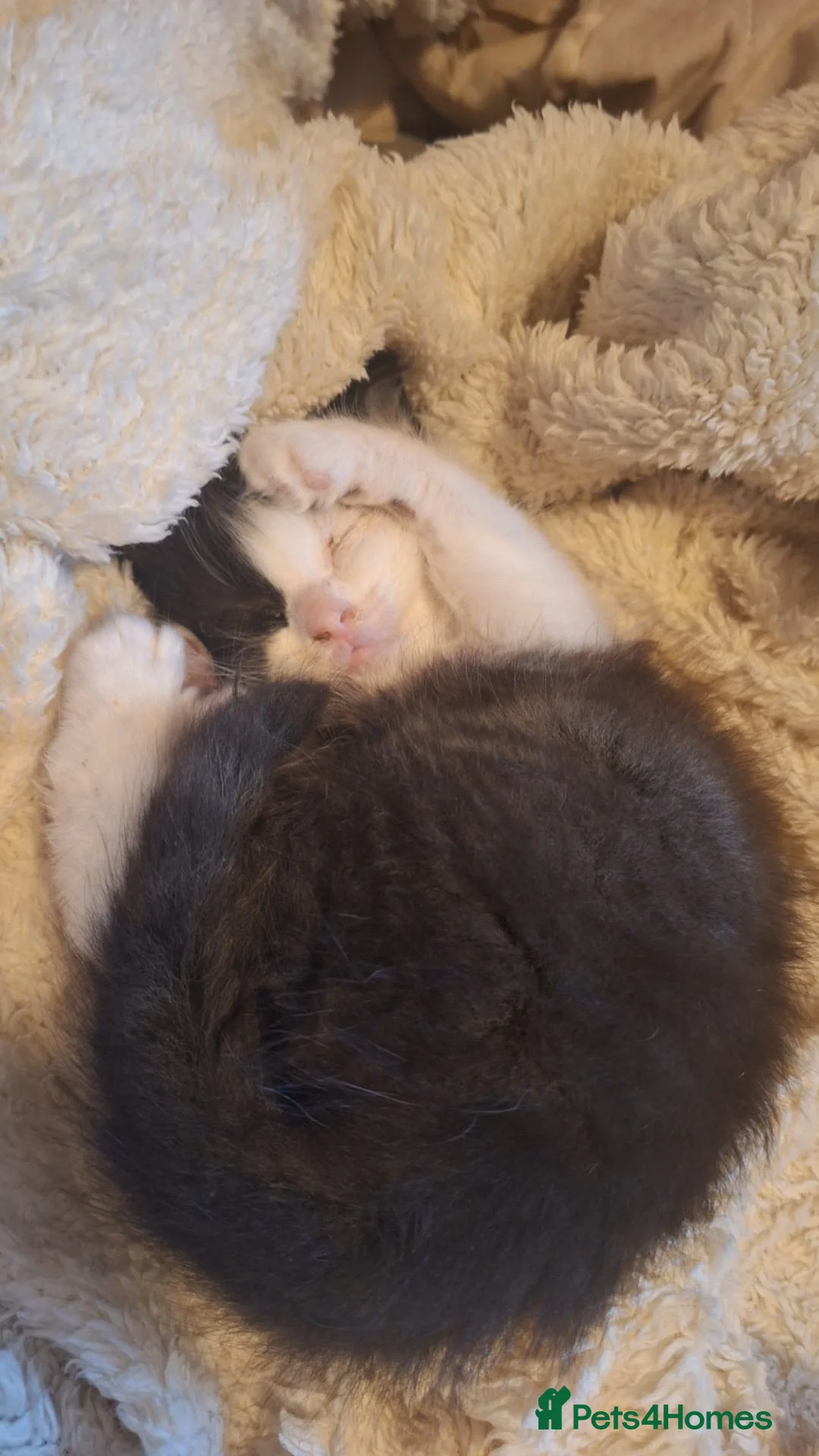 Mixed Breed cats for sale: Two stunning female kittens for sale in Glenrothes - Advert 3