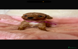 Cavapoo dogs for sale: Top quality F1b toy cavapoos  - Image 12