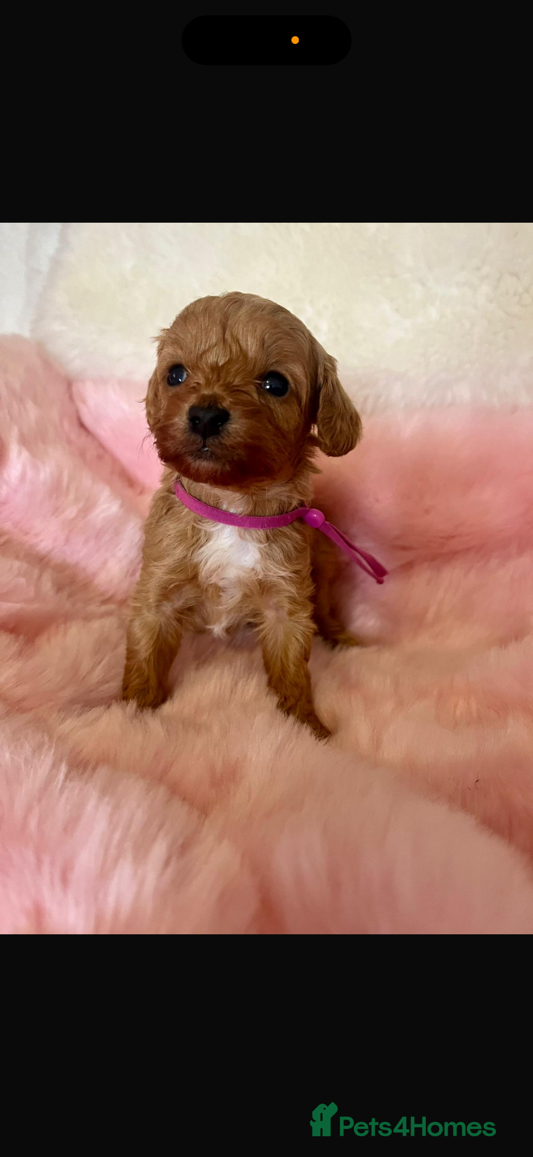 Cavapoo dogs for sale: Top quality F1b toy cavapoos  - Image 12