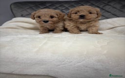 Maltipoo dogs for sale: F1 maltipoo puppies  - Image 2