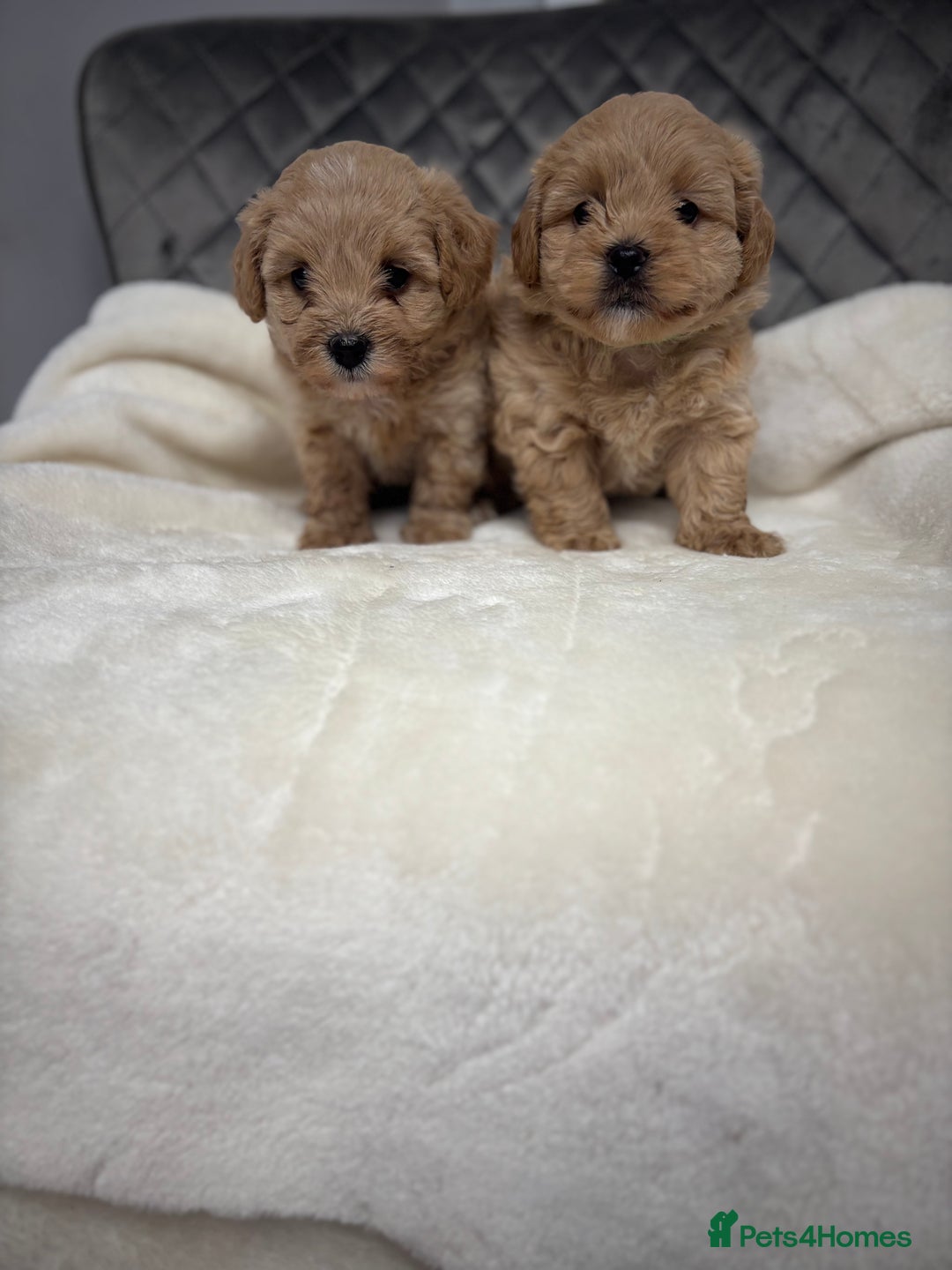 Maltipoo dogs for sale: F1 maltipoo puppies  - Image 2