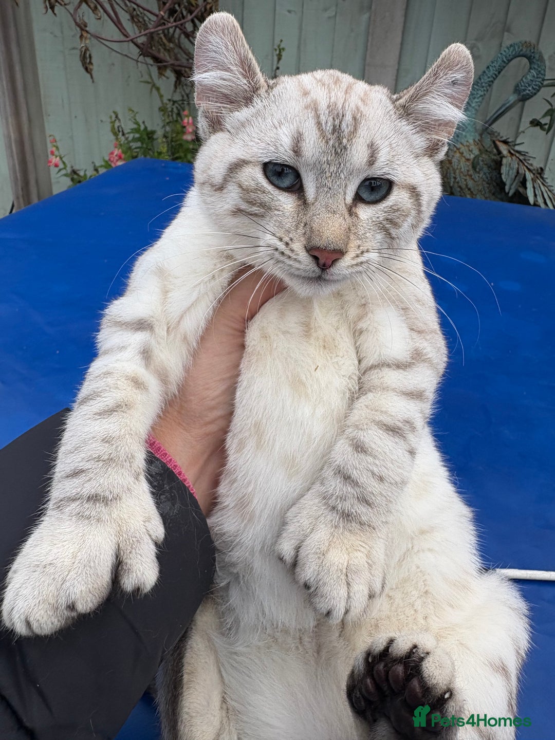 Keetso cats for sale: Gob smacking curled eared polydactyl female  - Advert 14