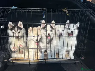 Pomsky dogs READY TO LEAVE-ONE LEFT-F2 Pomsky pup–Luna’s Pride - Advert 5