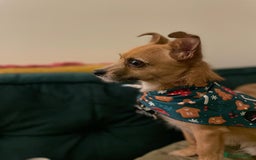 Mixed Breed dogs for sale: 4 Year Old Jack/Chi Looking For Forever Home - Image 8