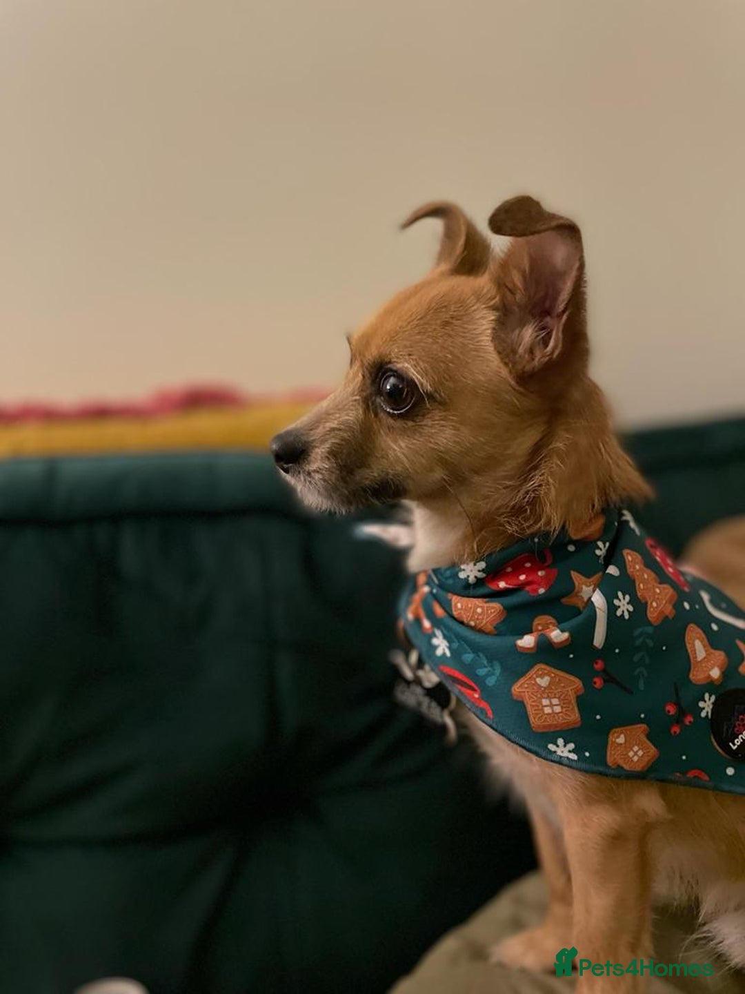 Mixed Breed dogs for sale: 4 Year Old Jack/Chi Looking For Forever Home - Image 8