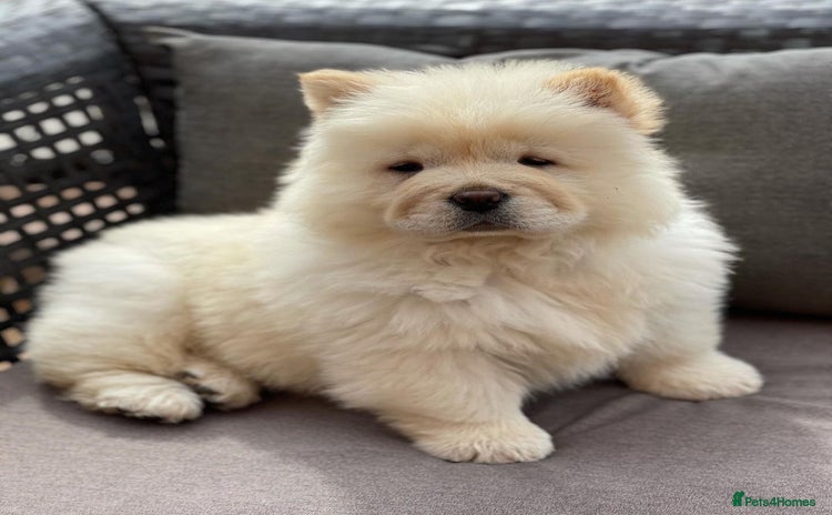 Chow Chow dogs - Advert 1