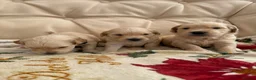 Golden Retriever dogs for sale: Kennel Club Golden Retriever Puppies Health Tested - Advert 26