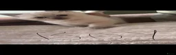 British Shorthair cats for sale: colour point british short hair kittens - Advert 9