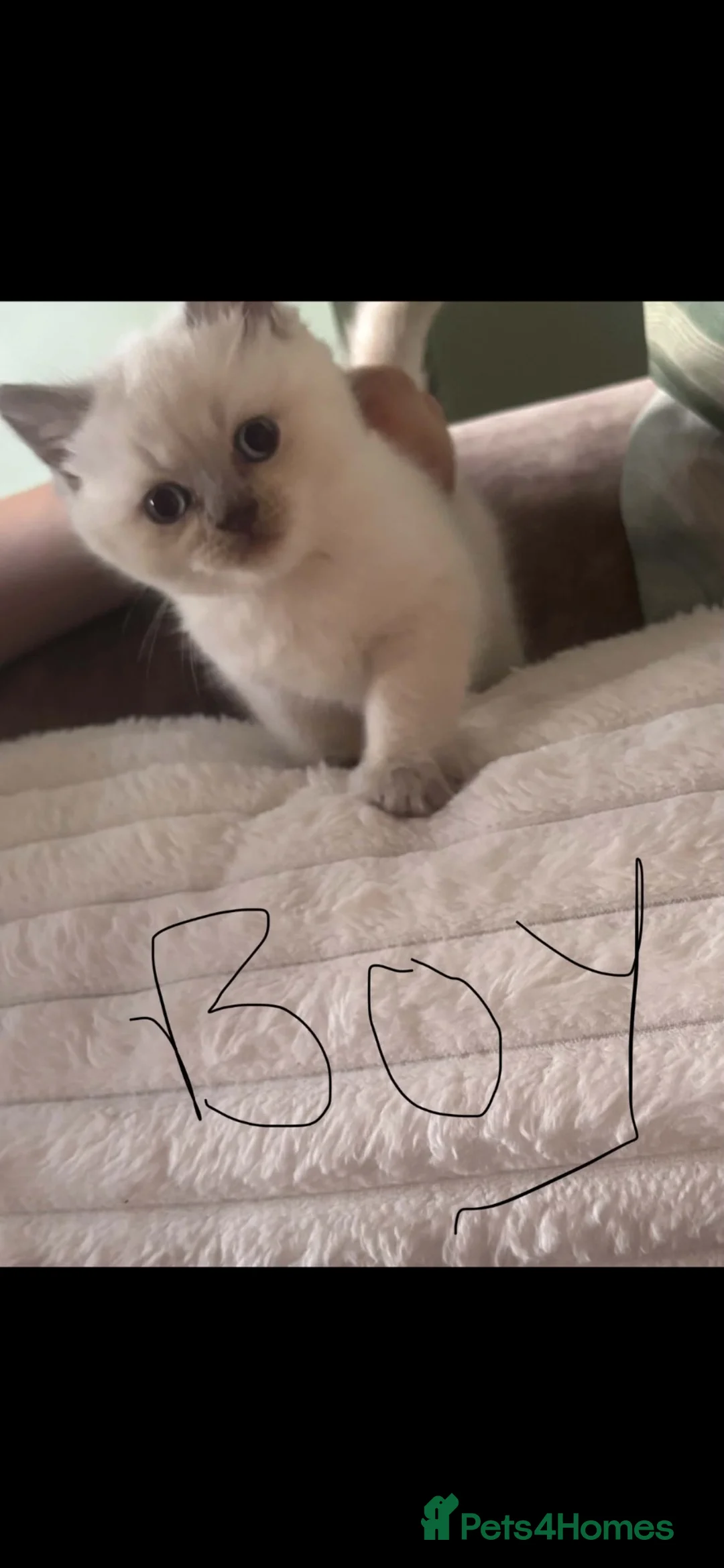British Shorthair cats for sale: colour point british short hair kittens - Advert 9