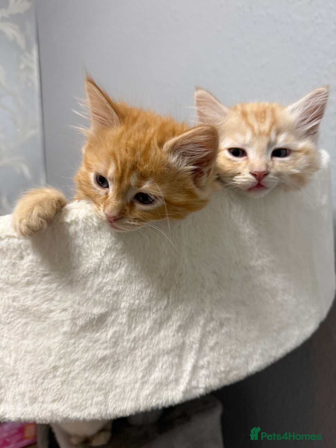 Mixed Breed cats for sale: Mixed kitten breed - Advert 9