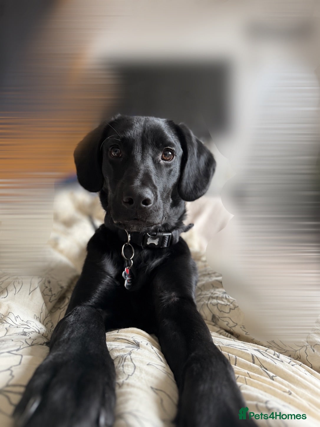 Mixed Breed dogs Hugo  - Advert 3