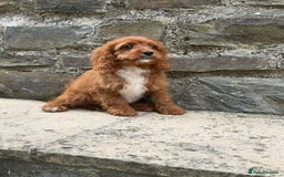 Cavapoo dogs for sale: Ruby Red Cavapoo pups  - Image 3