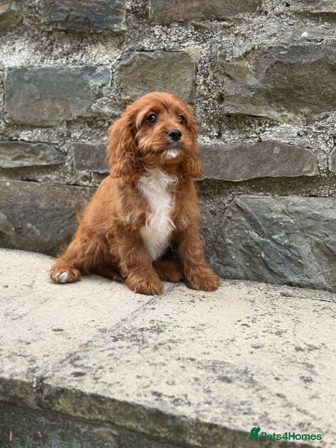 Cavapoo dogs for sale: Ruby Red Cavapoo pups  - Image 3
