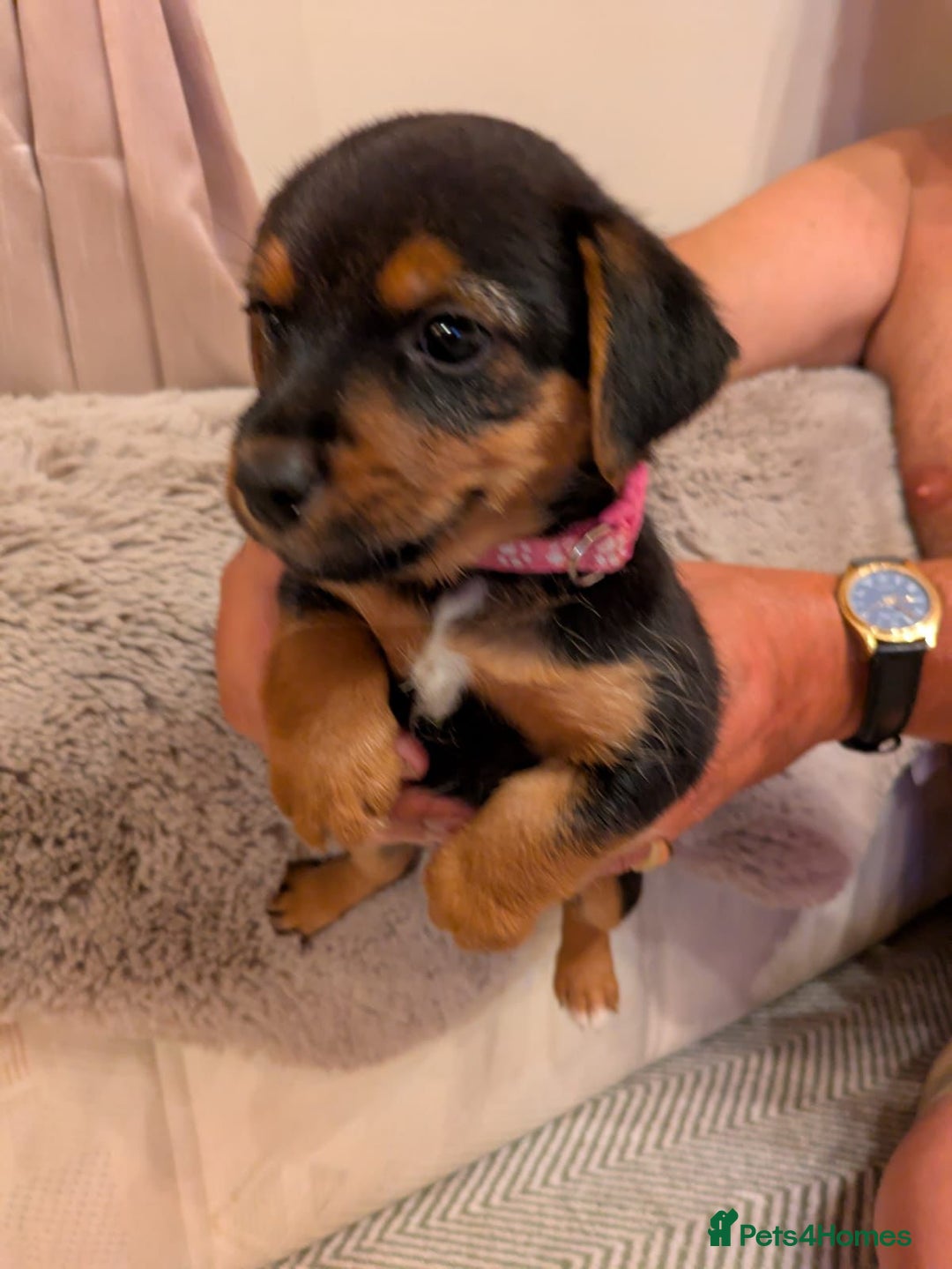 Jack Russell dogs for sale: Jack Russell puppies - Image 7