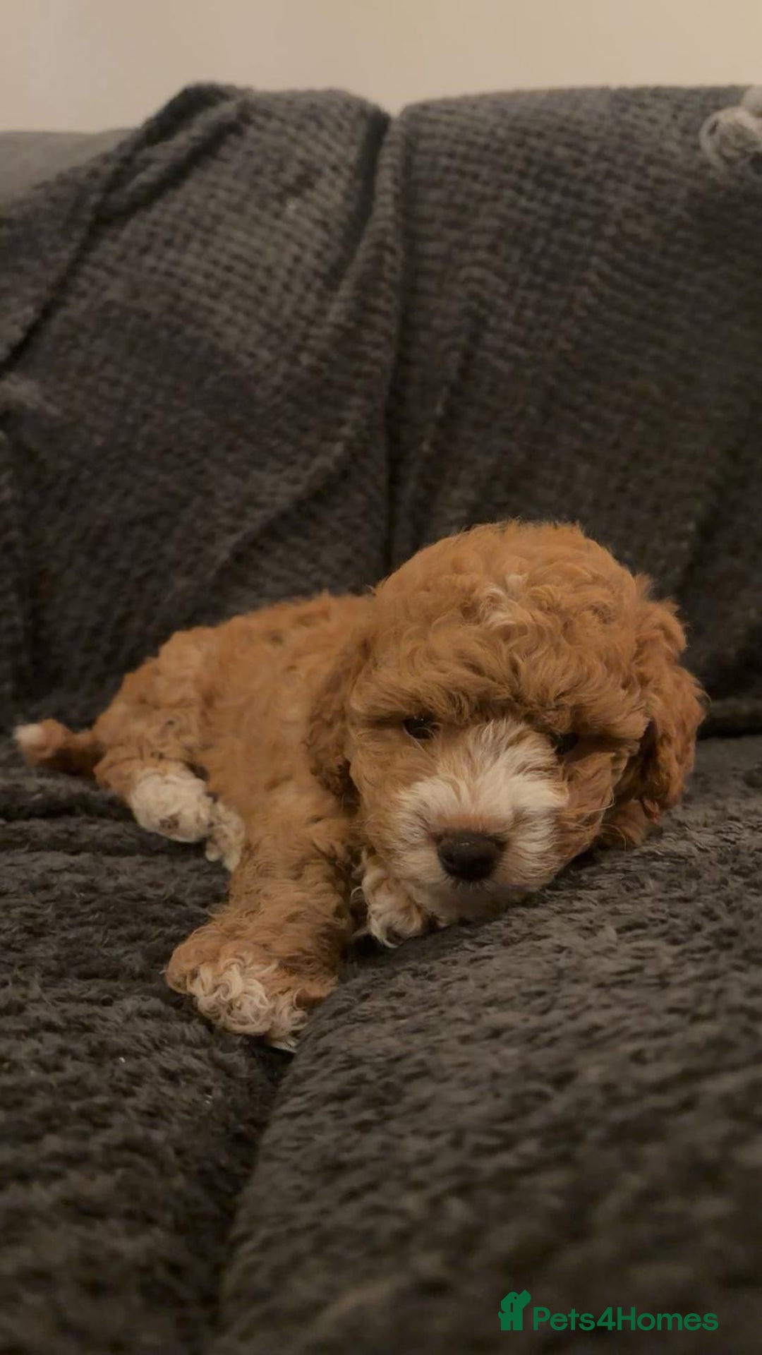 Maltipoo dogs for sale: Maltipoo F1B puppies  - Advert 3