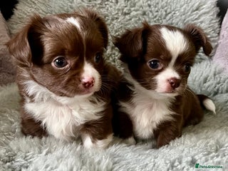 Chihuahua dogs KC Chihuahua Long Haired - Advert 1