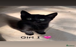 Mixed Breed cats for sale: Beautiful 9 week old kittens ready for new homes - Image 2