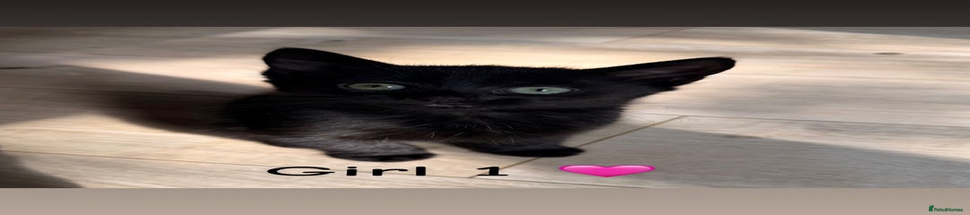 Mixed Breed Kitten 2