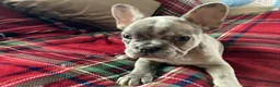 French Bulldog dogs for sale: French bulldogs - Advert 1
