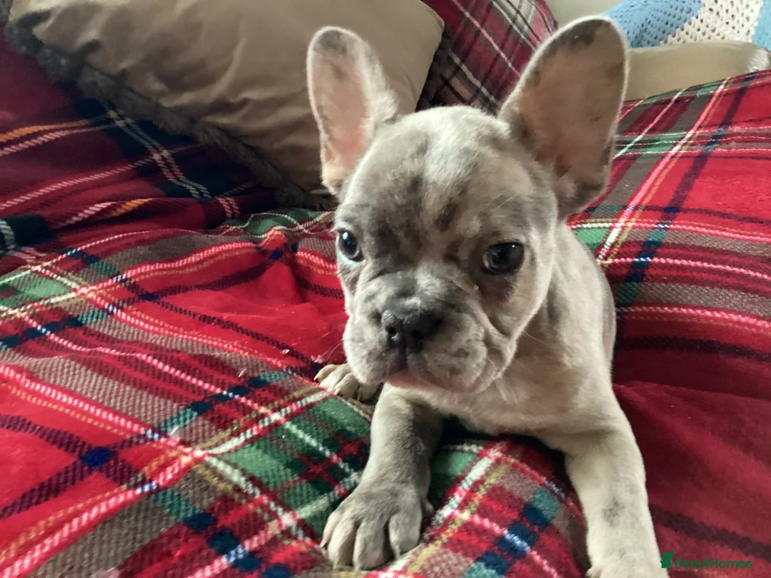 French Bulldog dogs for sale: French bulldogs - Advert 1