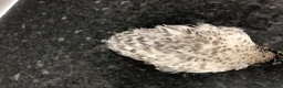 Mixed Breed birds for sale: 5 quail chicks  in Manchester - Advert 18