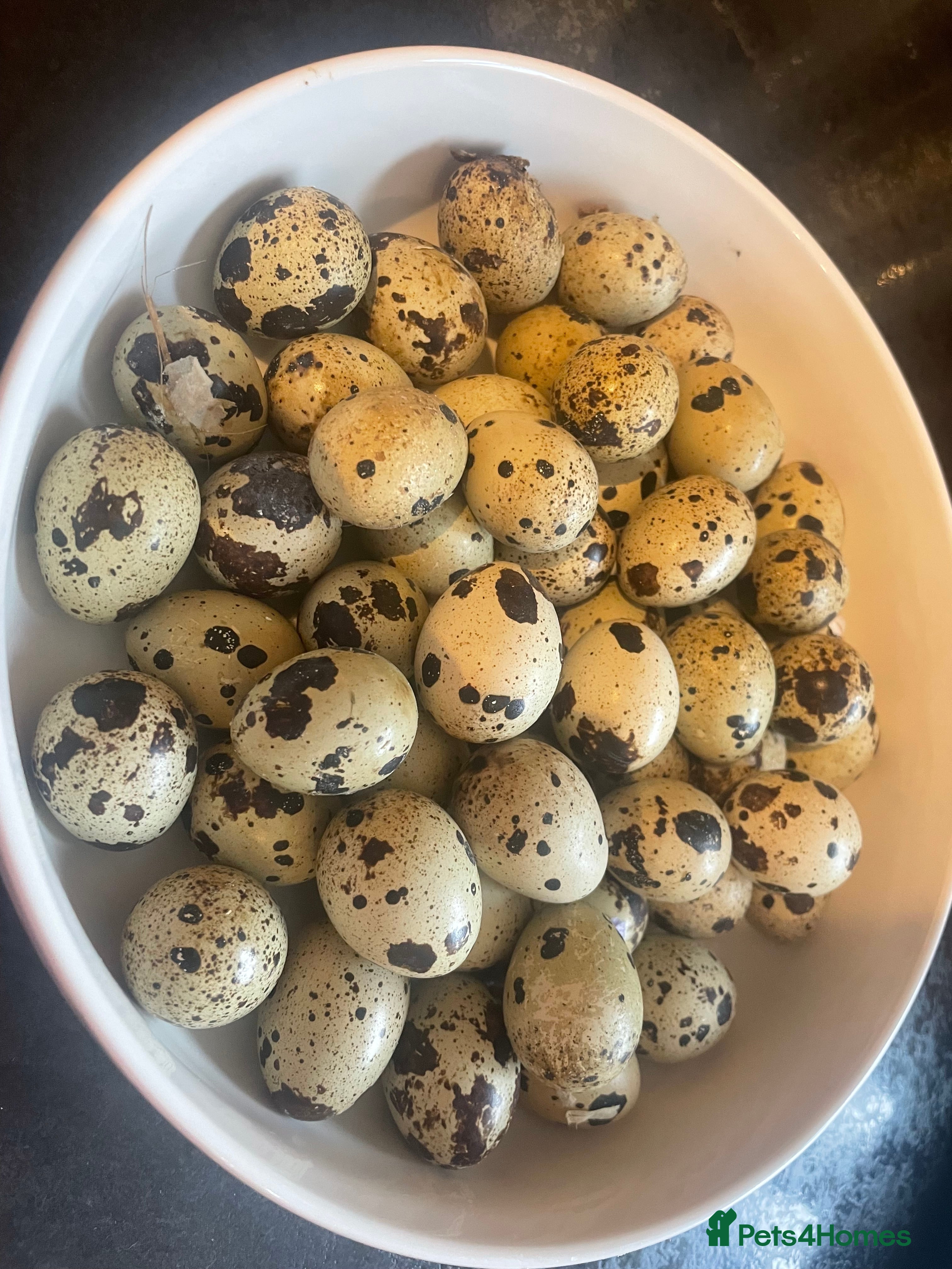 Quail poultry ** JUMBO WHITE QUAIL EGGS FOR SALE ** - Advert 1