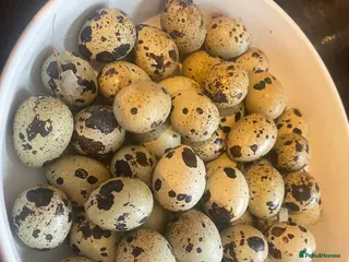 Quail poultry for sale: ** JUMBO WHITE QUAIL EGGS FOR SALE ** - Advert 2