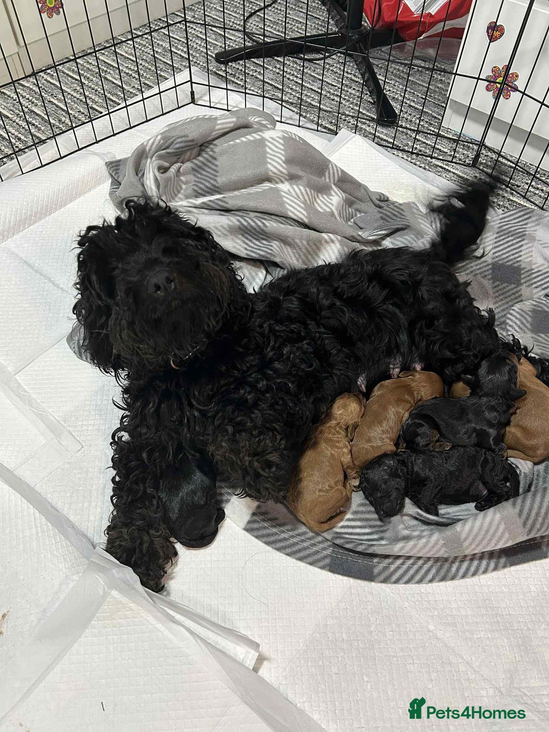 Cockapoo dogs for sale: 6 cockapoo boys  - Image 1