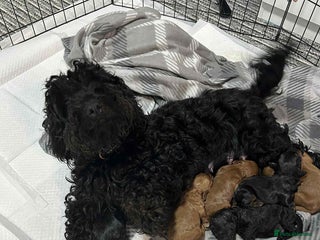 Cockapoo dogs - Advert 7