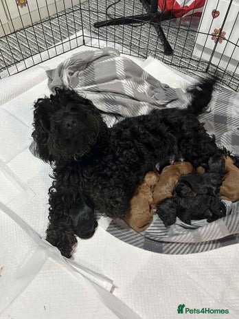Cockapoo dogs - Advert 4