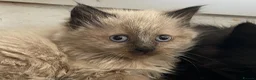 British Shorthair cats for sale: Ashy brown Ragdoll kittens - Advert 2