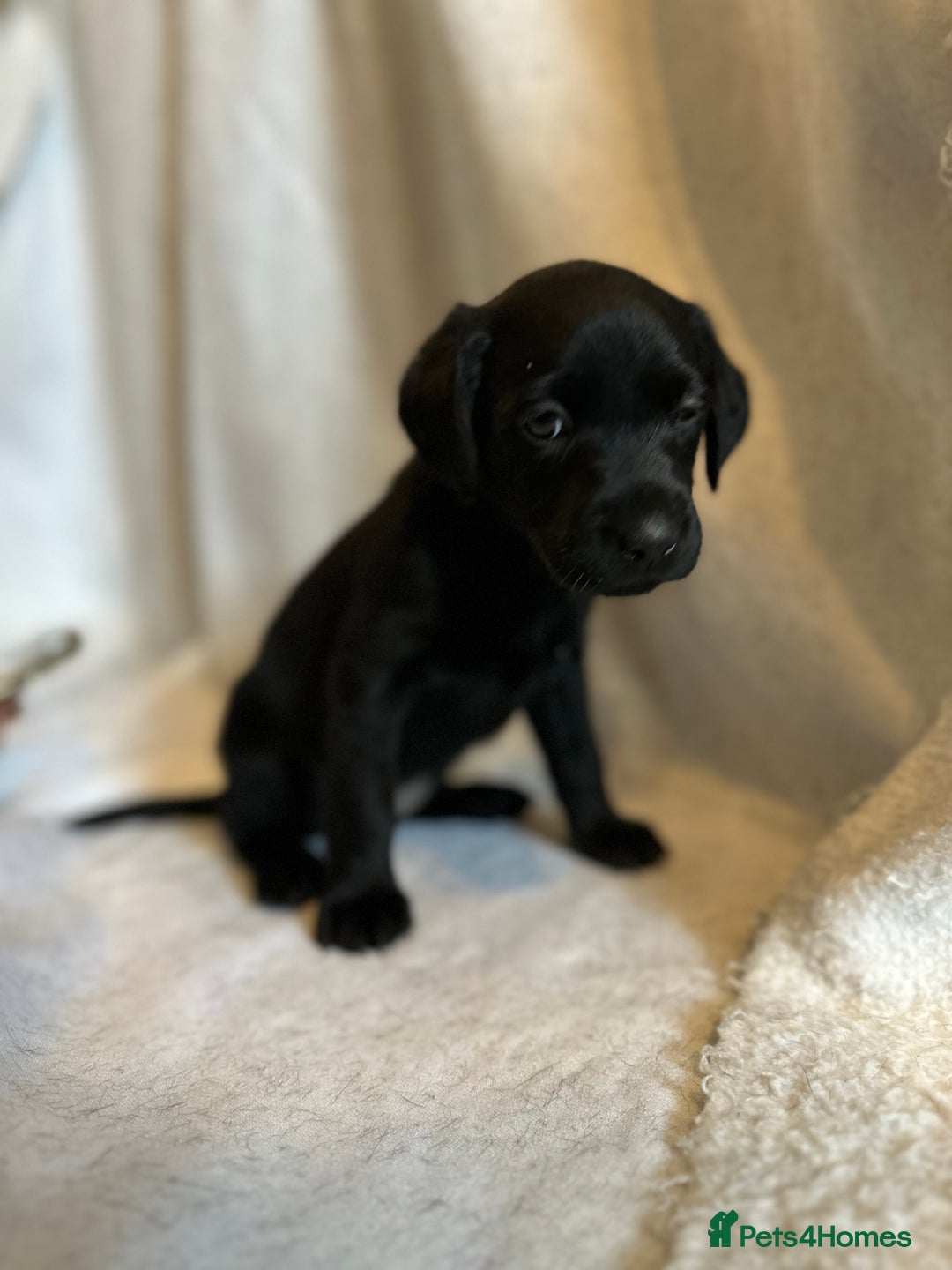 Labrador Retriever dogs for sale: Black Labradors for sale⭐️⭐️⭐️ - Image 7