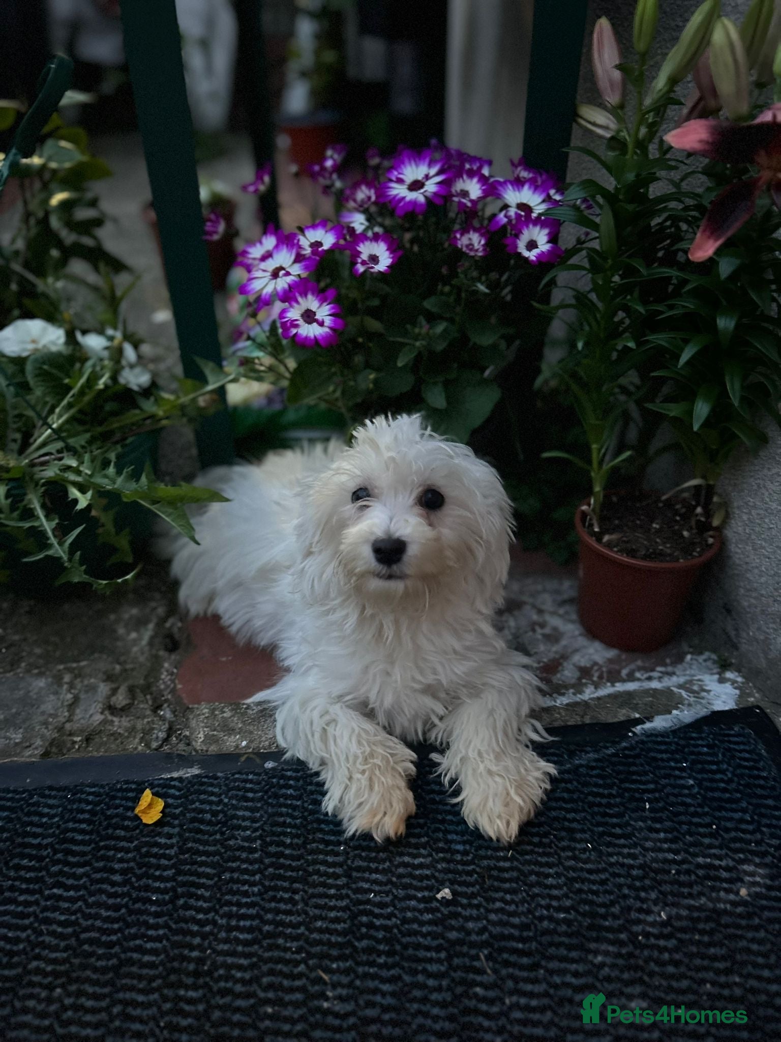 Maltipoo dogs 🐾Adorable 3 Month Old Male Maltipoo Puppy 🐾 - Advert 1