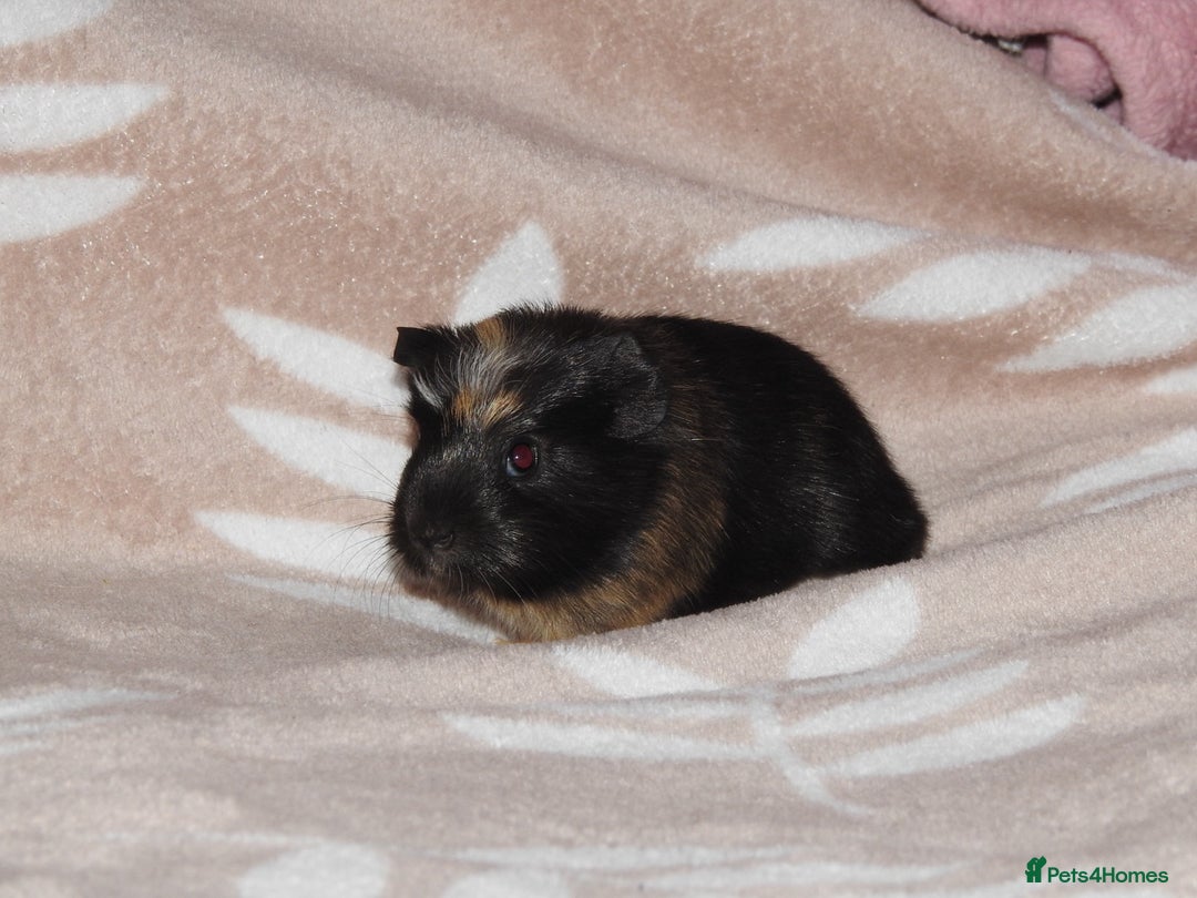 Guinea Pig rodents for sale: 2 crested guinea pigs available 1 male 1 female  - Advert 8