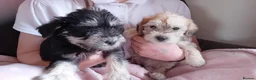 Schnoodle dogs for sale: Schnoodle pups  - Advert 3